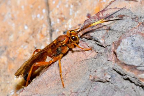 Réf. 209 105 : Lymantrichneumon disparis